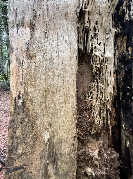 Galleria Foreste di Puglia: riconosciuto il Bosco vetusto “Falascone” e approvate le nuove linee guida per i vivai forestali - Diapositiva 9 di 10