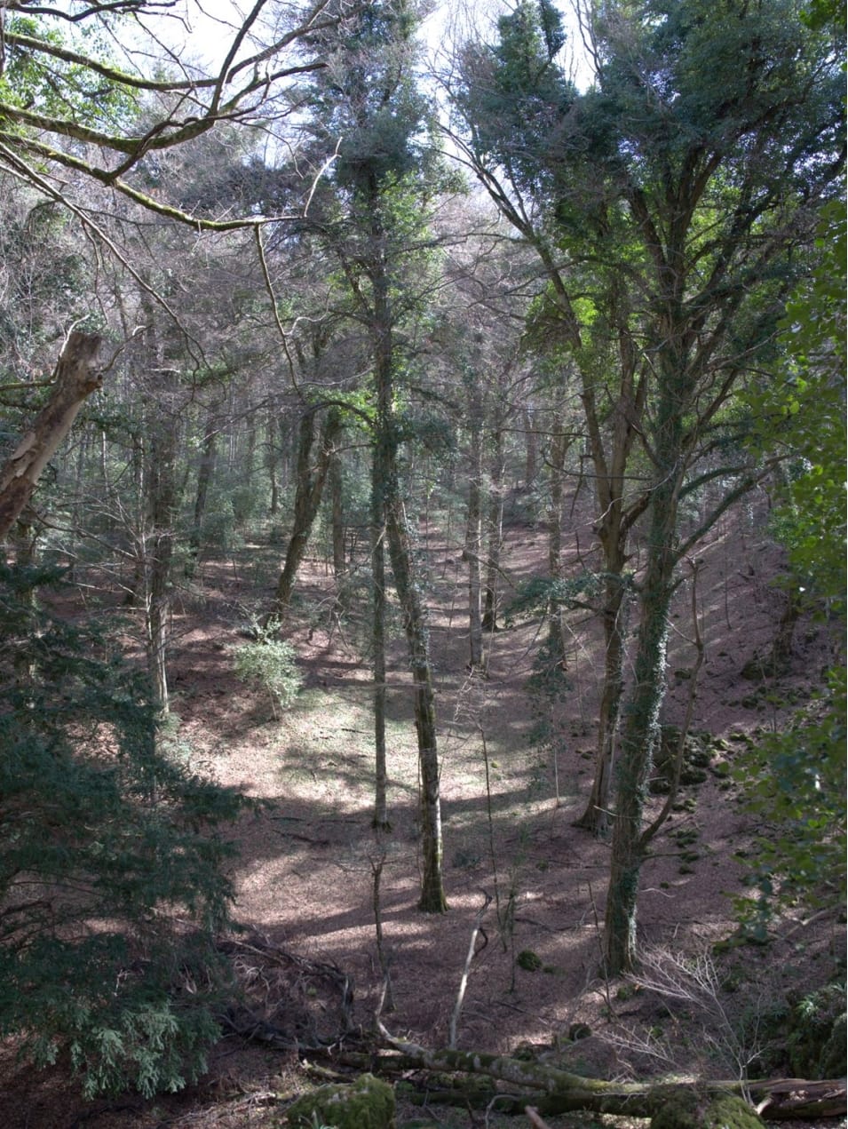 Galleria Foreste di Puglia: riconosciuto il Bosco vetusto “Falascone” e approvate le nuove linee guida per i vivai forestali - Diapositiva 7 di 10